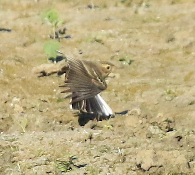 American Pipit - ML643960606