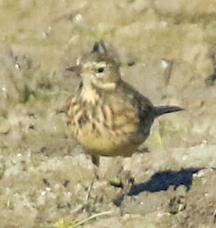 American Pipit - ML643960607