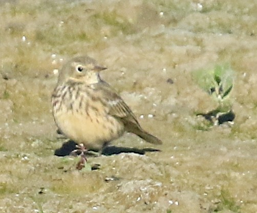 American Pipit - ML643960608