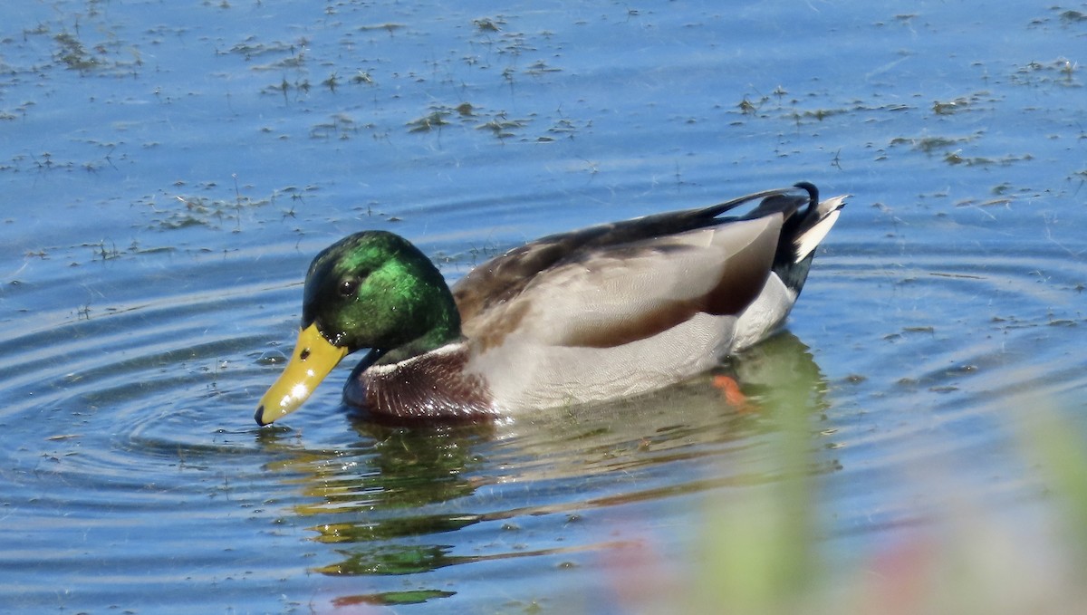 Canard colvert - ML643960612