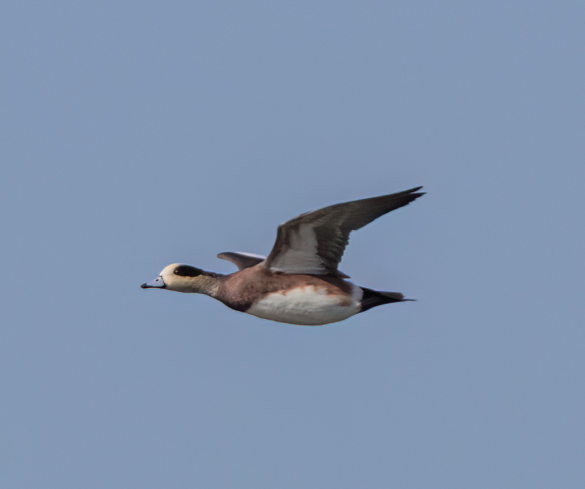 Canard d'Amérique - ML643960616