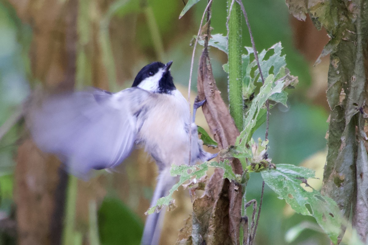 Black-capped Chickadee - ML643960658