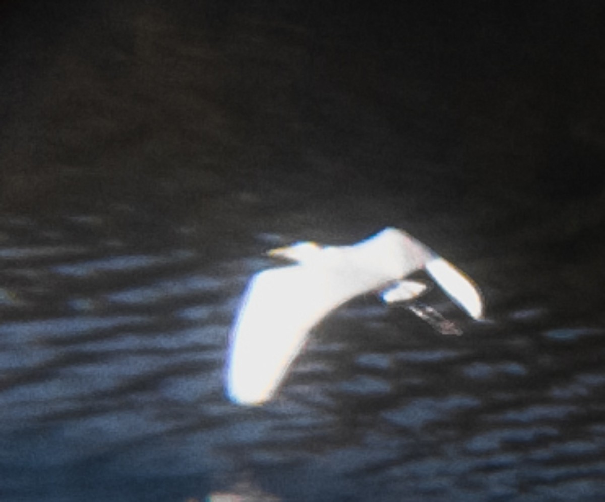 volavka bílá (ssp. alba) - ML643960661