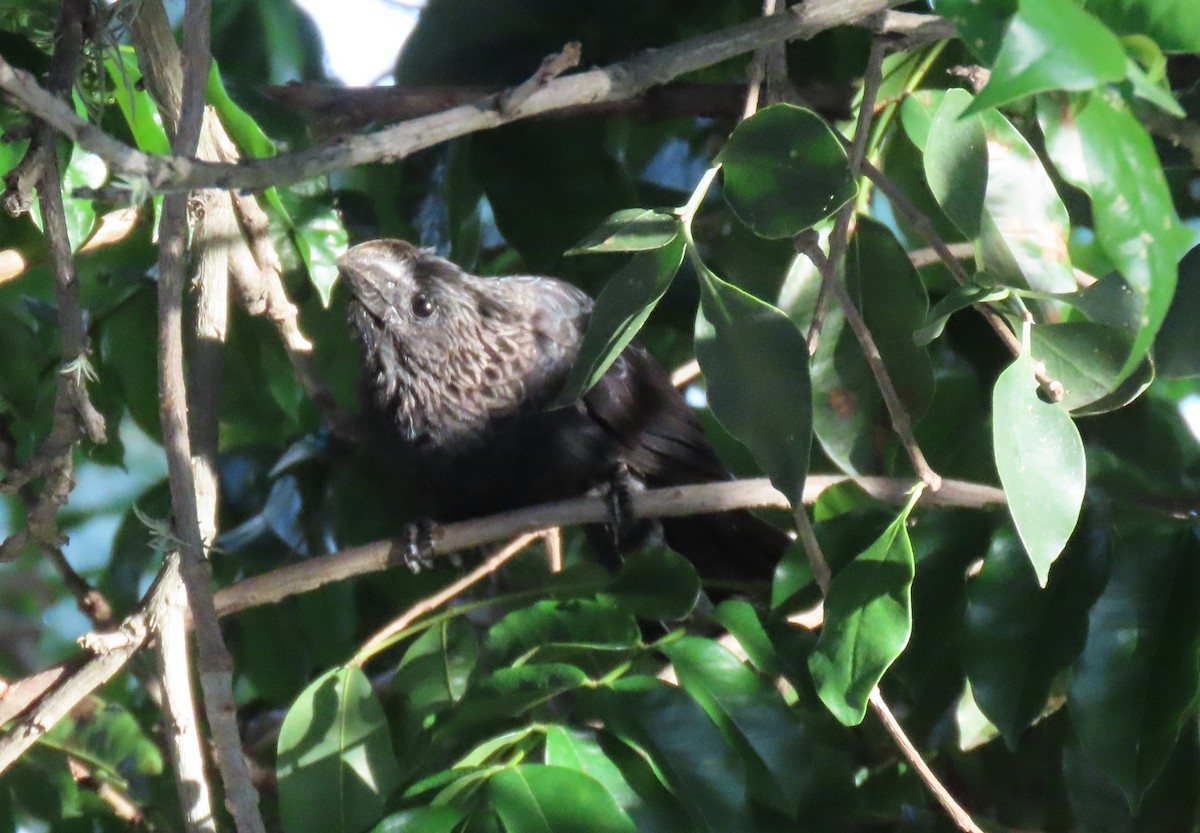 Smooth-billed Ani - ML643960685