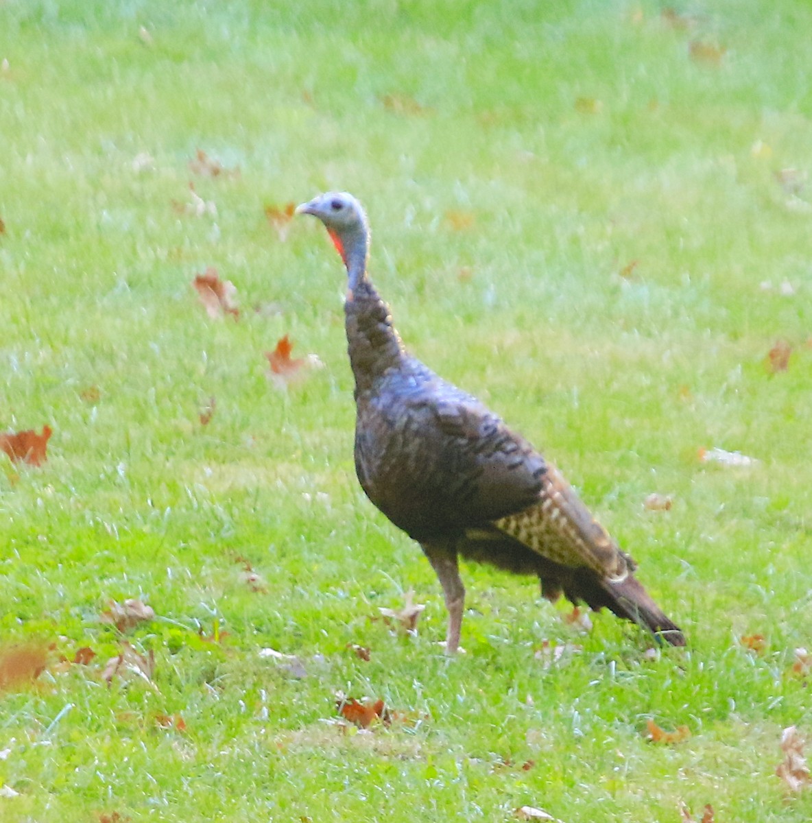 Wild Turkey - ML643960711