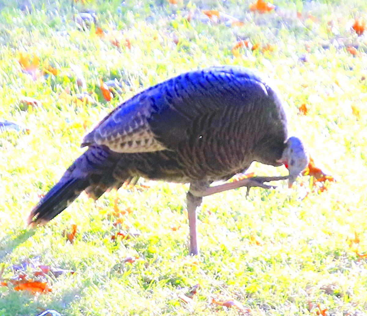 Wild Turkey - ML643960712