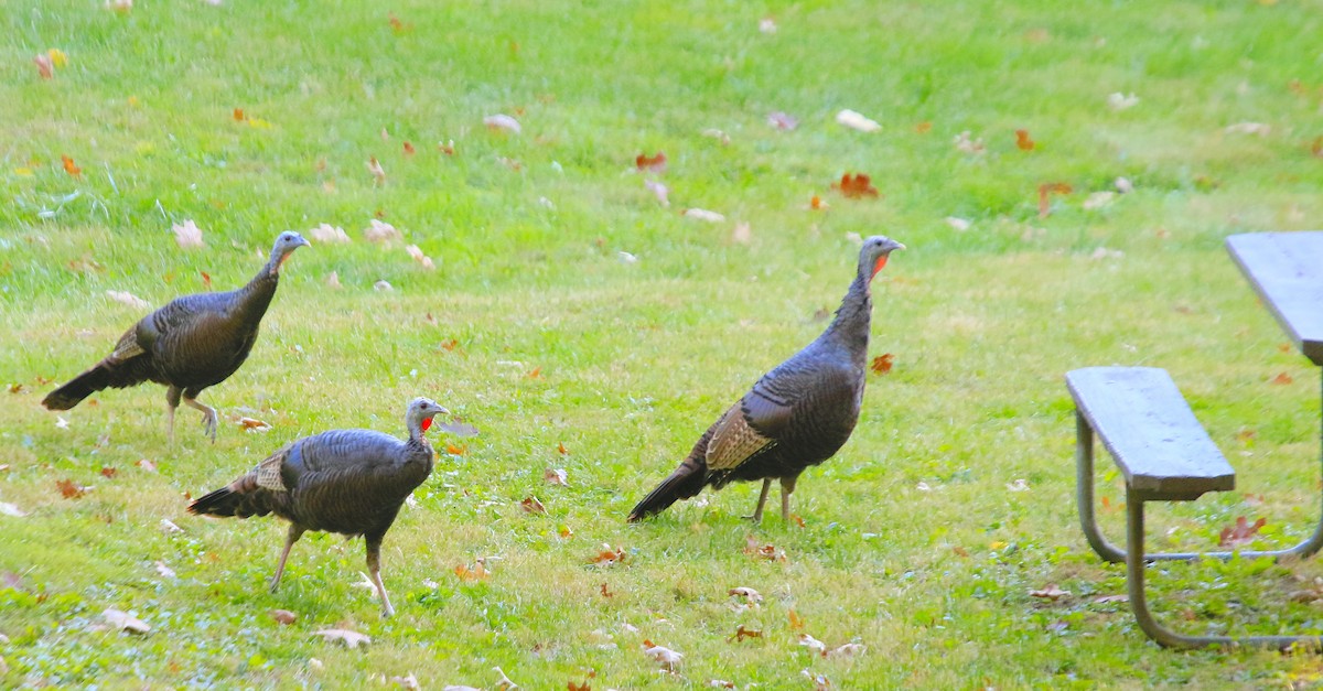 Wild Turkey - ML643960714