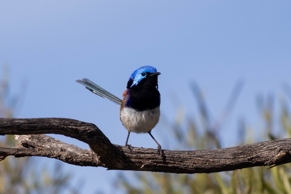 Purple-backed Fairywren (Purple-backed) - ML643960719
