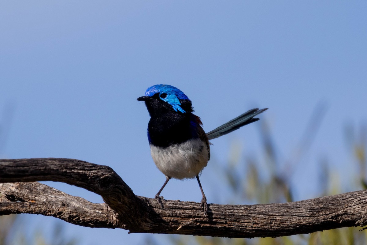 Purple-backed Fairywren (Purple-backed) - ML643960720