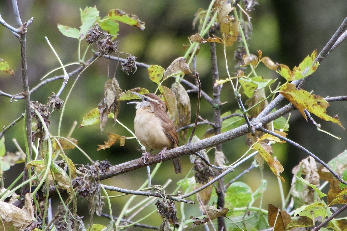 Carolina Wren - ML643960736