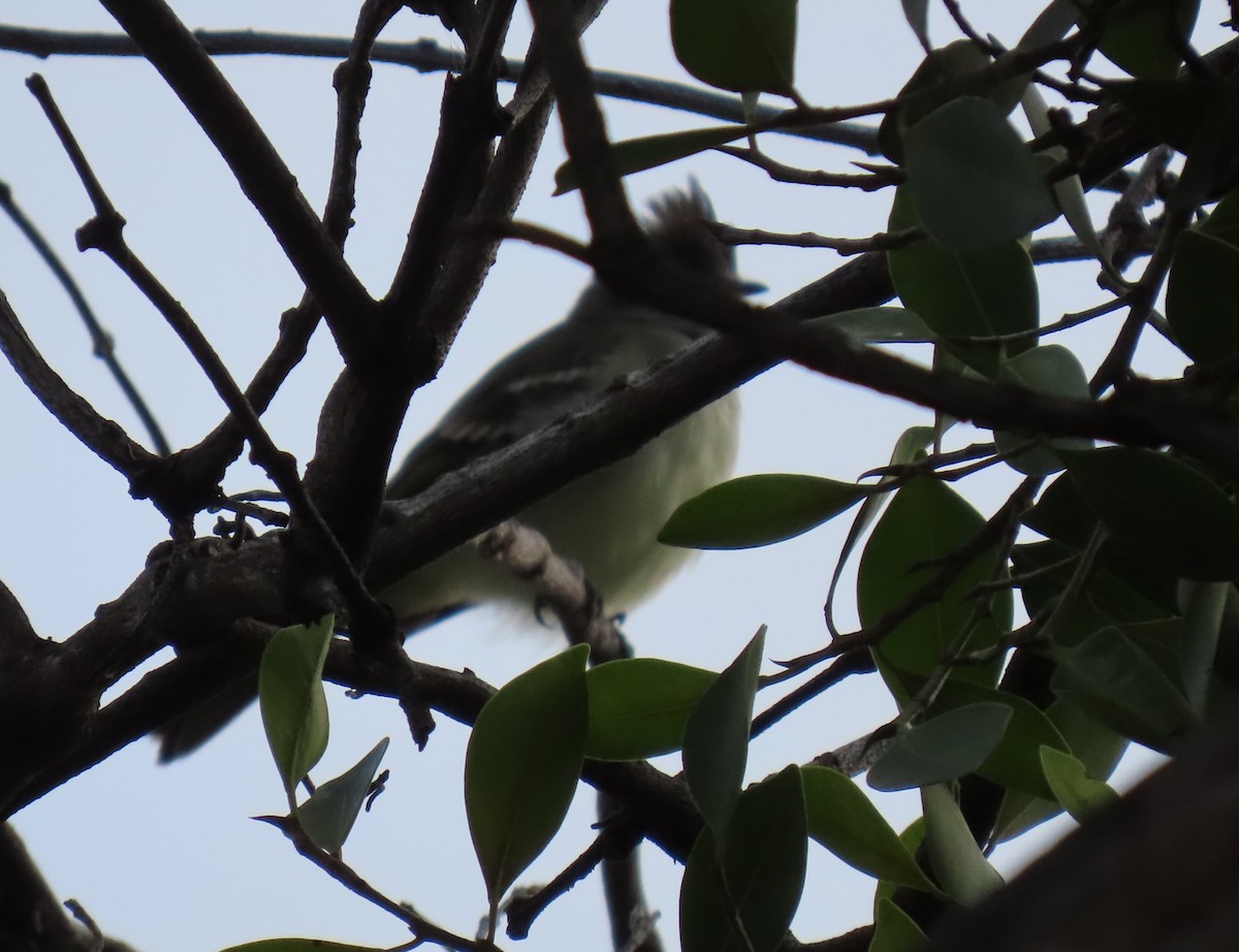 Yellow-bellied Elaenia - ML643960779
