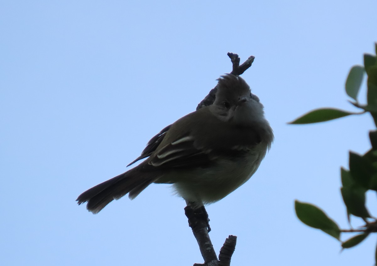 Yellow-bellied Elaenia - ML643960780