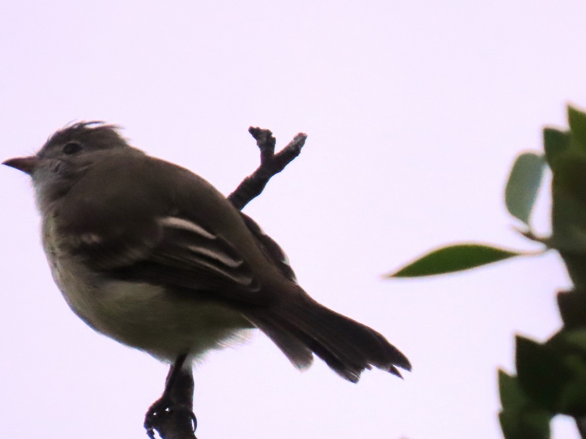 Yellow-bellied Elaenia - ML643960782