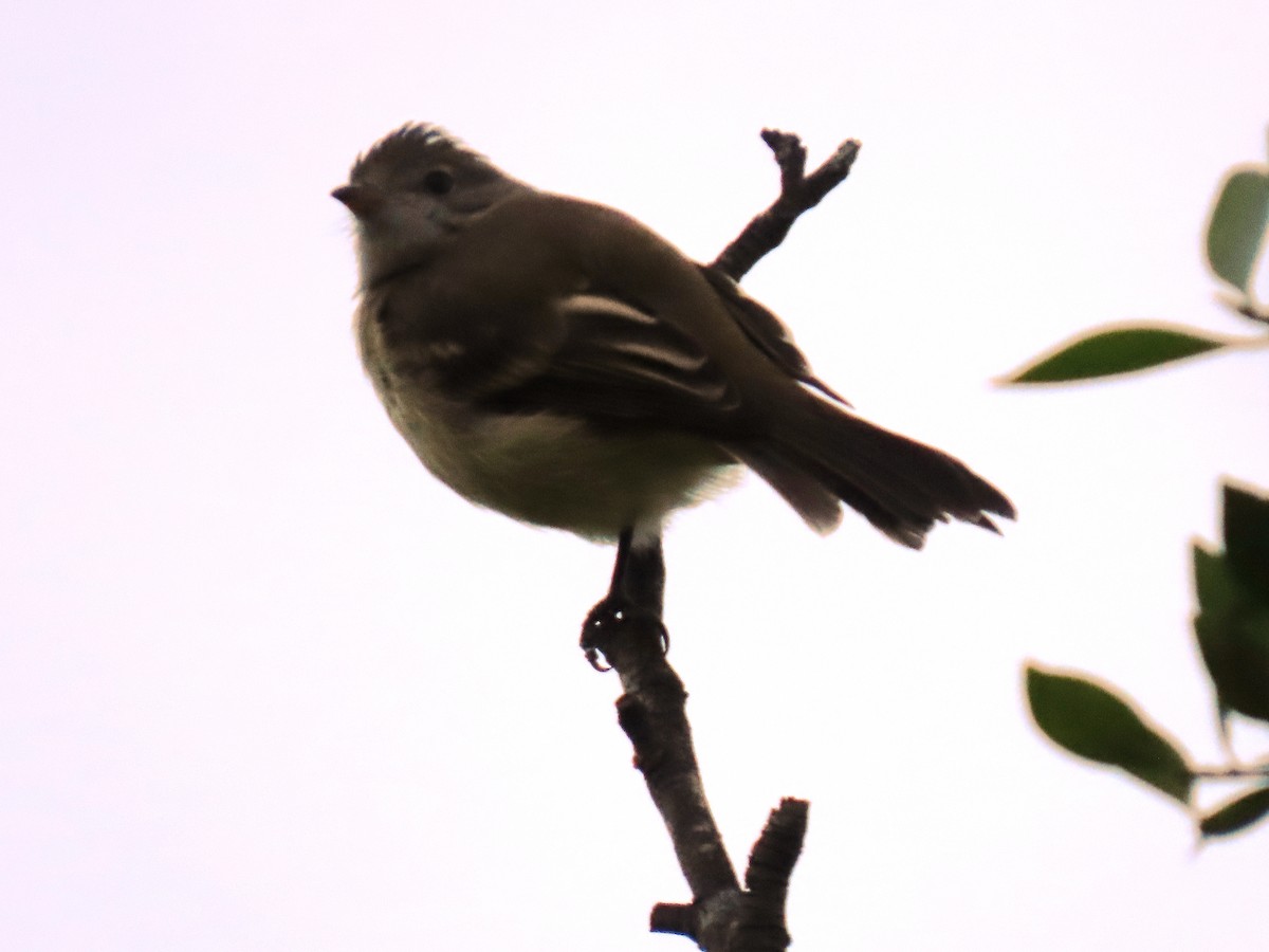 Yellow-bellied Elaenia - ML643960784