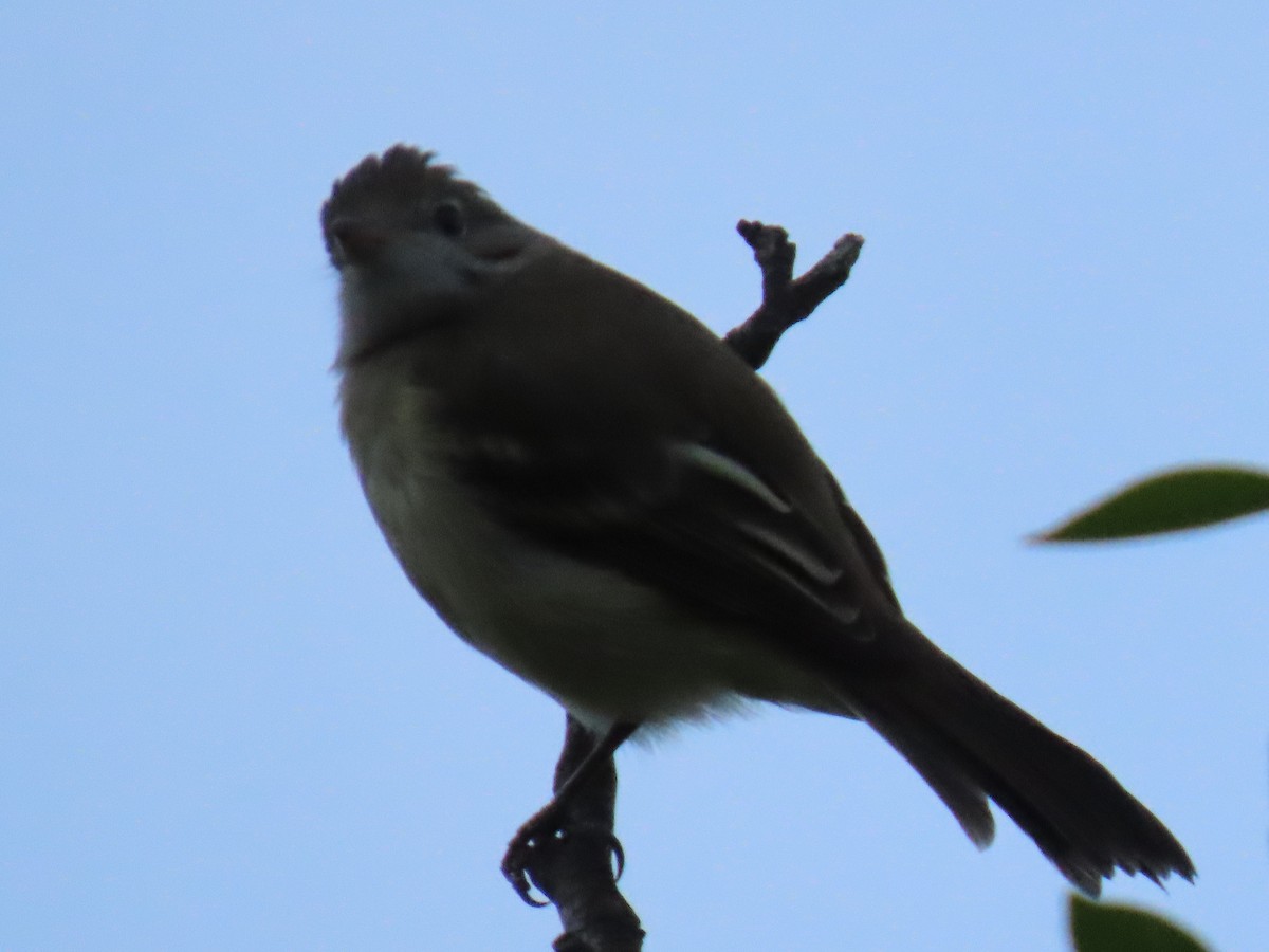 Yellow-bellied Elaenia - ML643960785