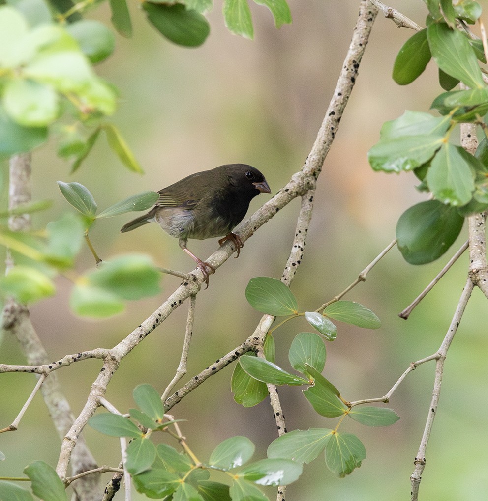 Black-faced Grassquit - ML643960795