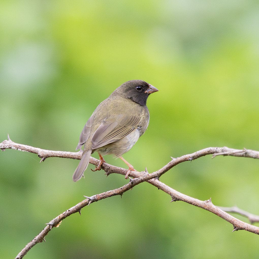 Black-faced Grassquit - ML643960796