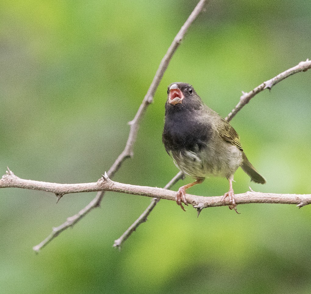 Black-faced Grassquit - ML643960797