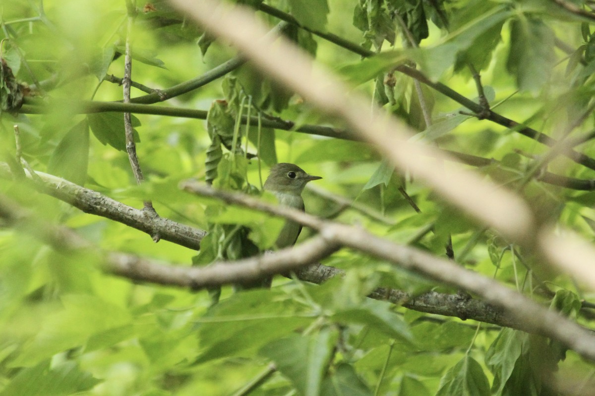 Alder Flycatcher - ML643960809