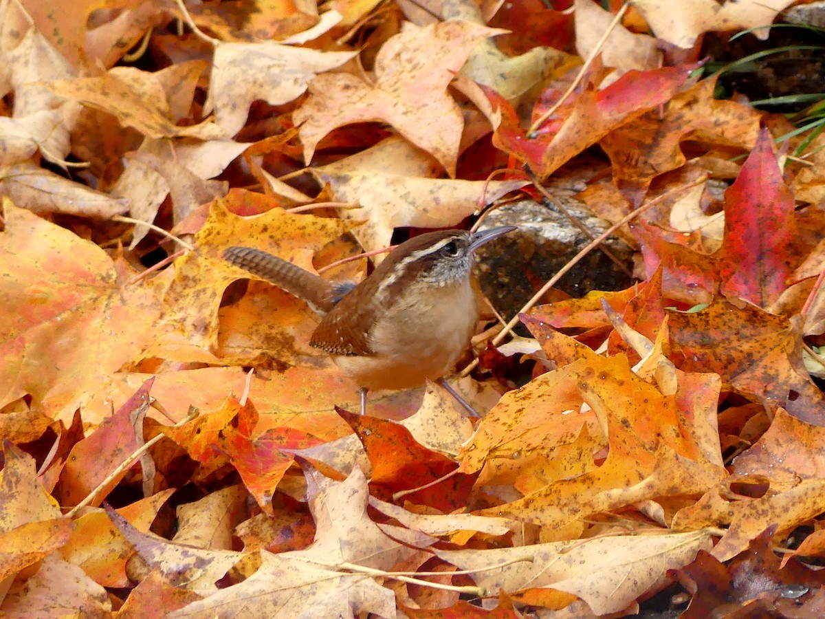 Carolina Wren - ML643960810