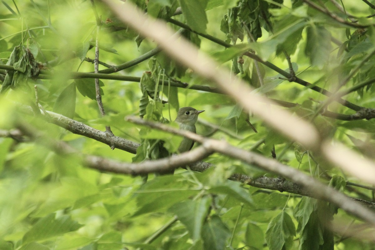 Alder Flycatcher - ML643960811