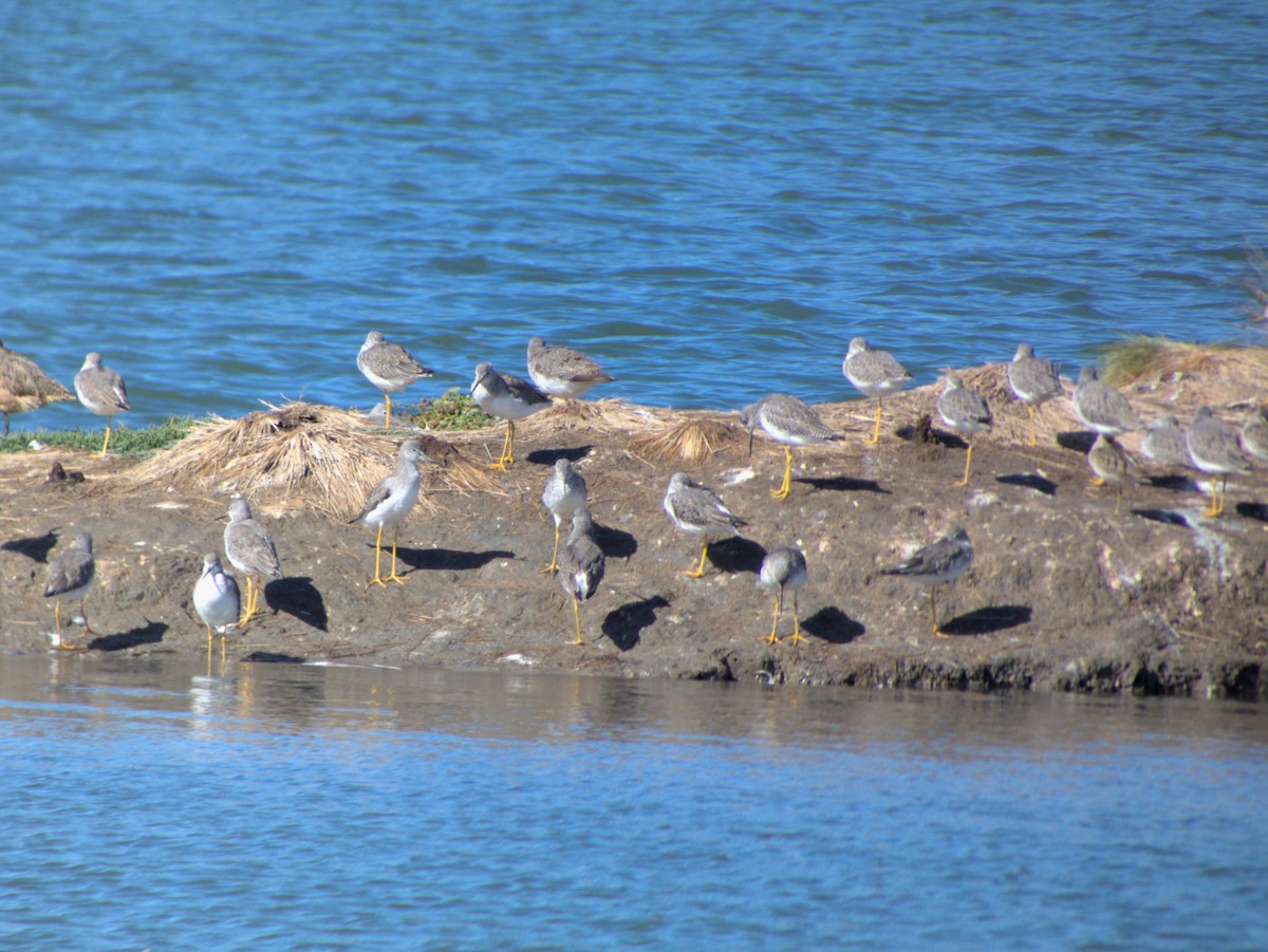 Greater Yellowlegs - ML643960845