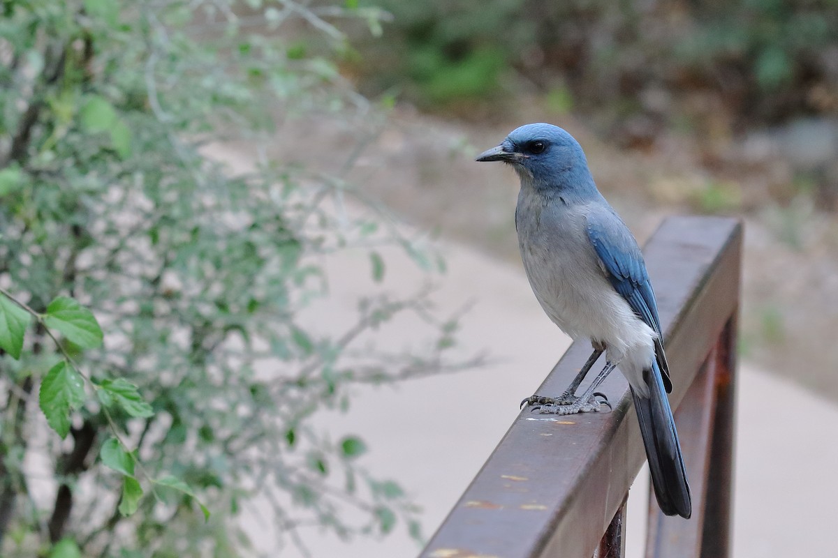 Mexican Jay - ML643960848