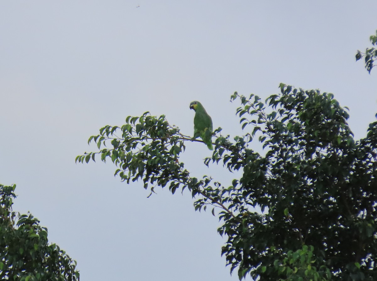 Orange-winged Amazon - ML643960855