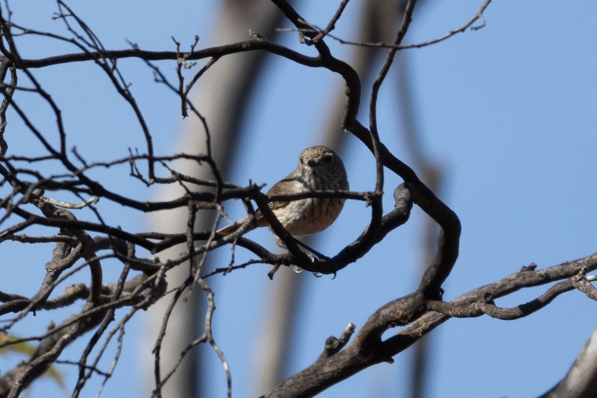 Inland Thornbill - ML643960883