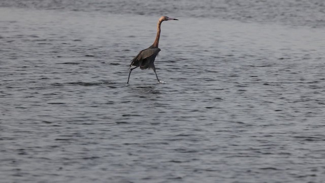 Reddish Egret - ML643960889