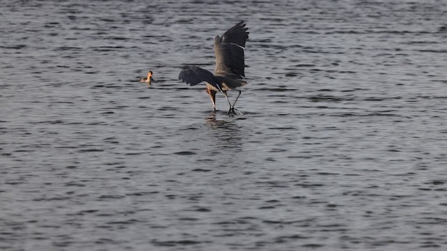 Reddish Egret - ML643960892
