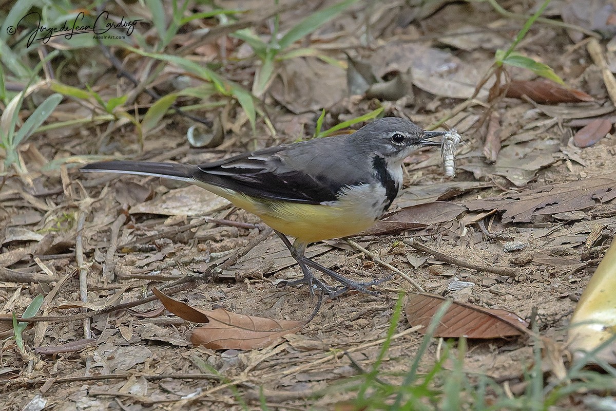 Madagascar Wagtail - ML643960905