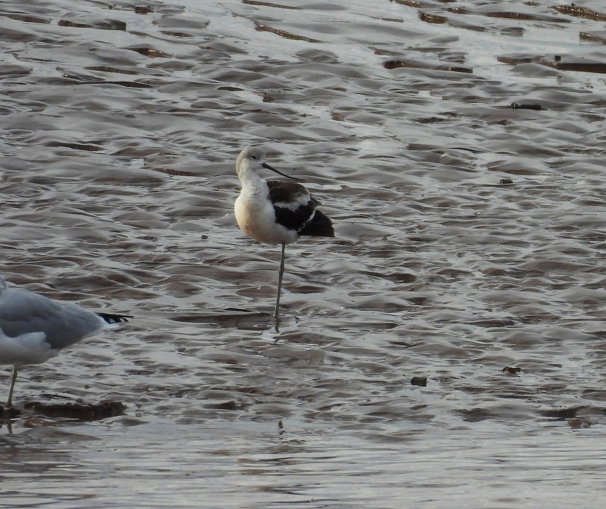 American Avocet - ML643960909