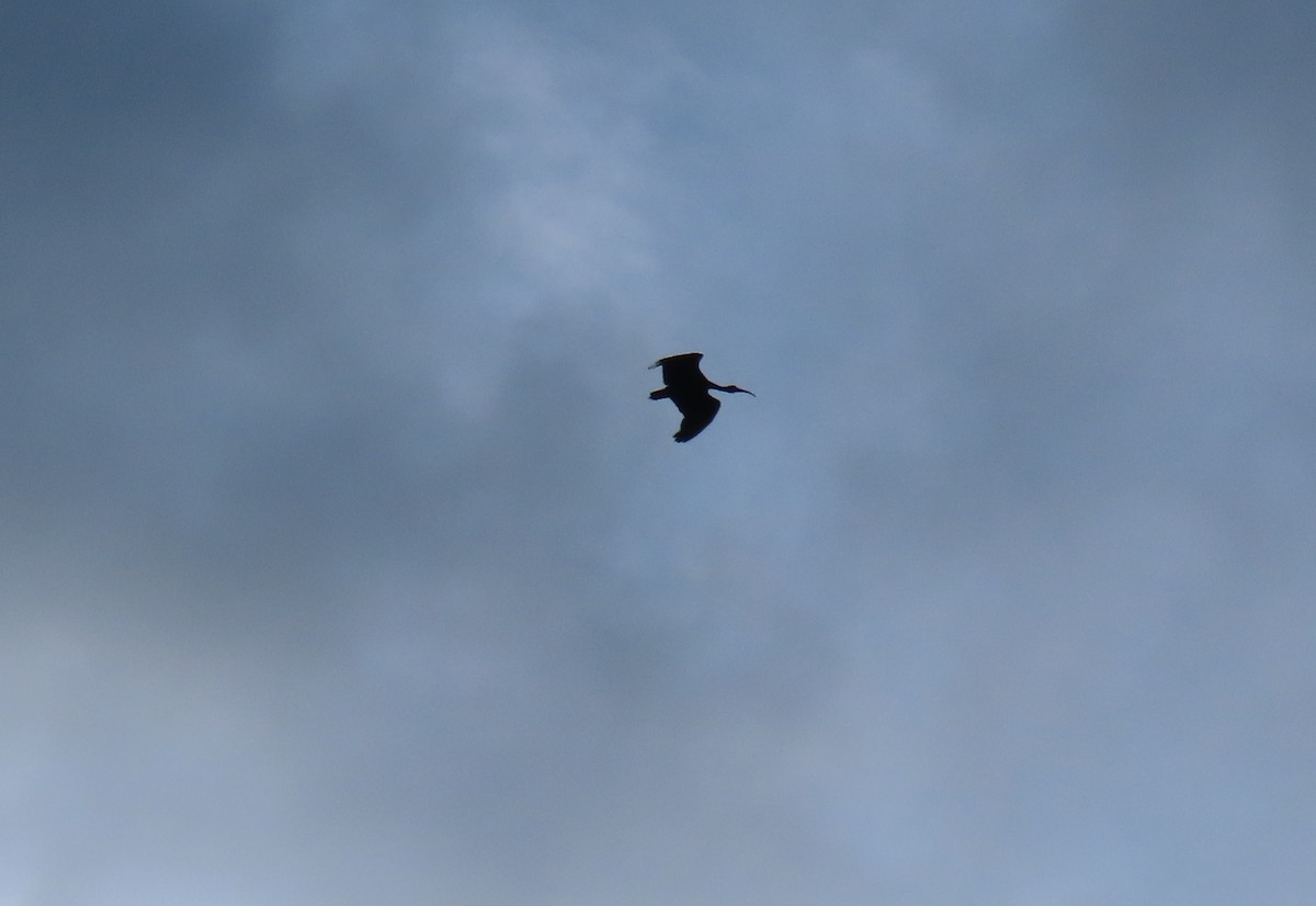 rødmaskeibis - ML643960938