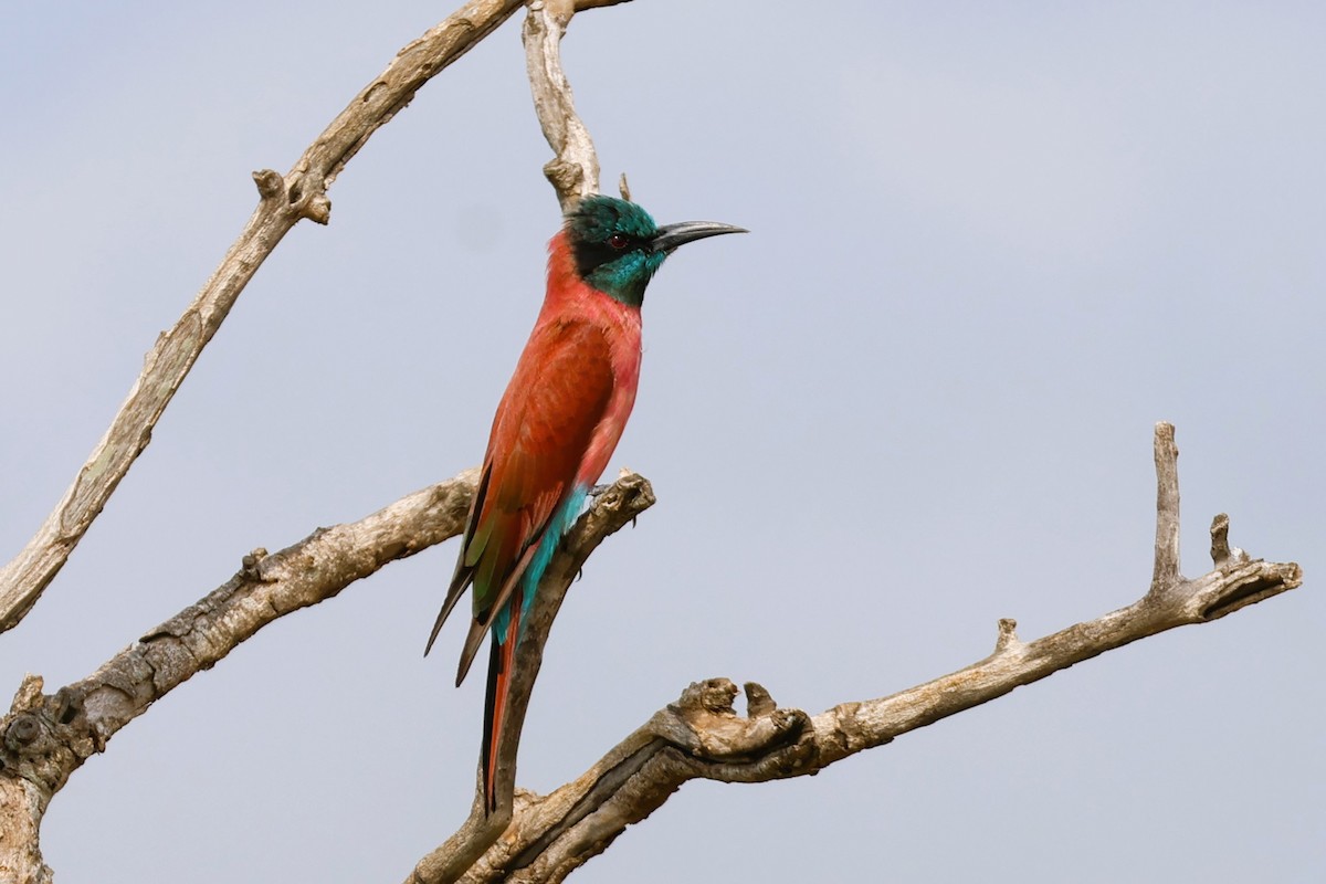 Нубийская щурка - ML643960966