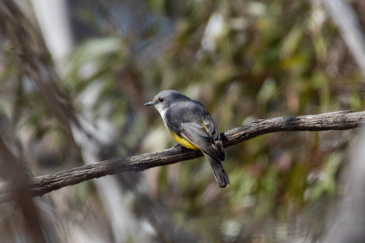 Western Yellow Robin - ML643960971