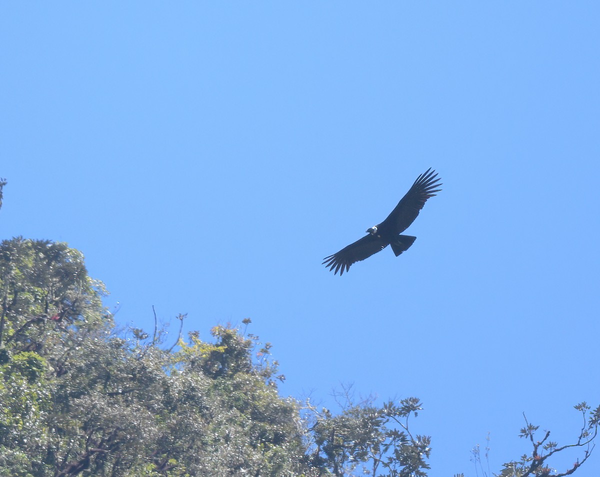 Andean Condor - ML643960972