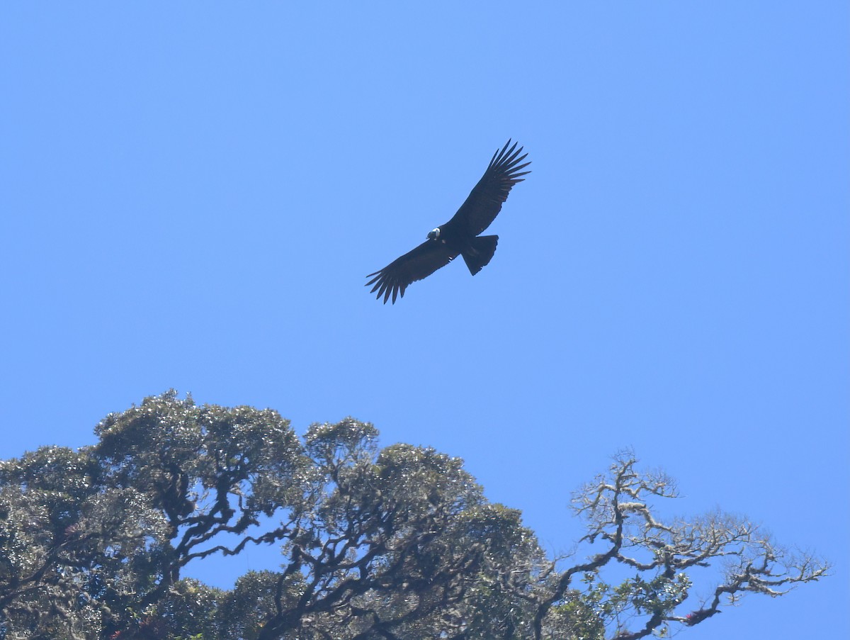 Andean Condor - ML643960973