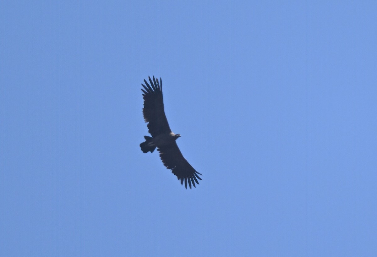 Andean Condor - ML643960974