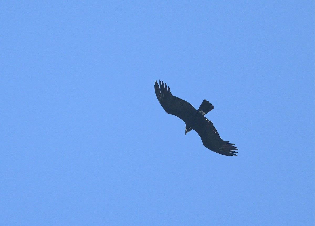 Andean Condor - ML643960975