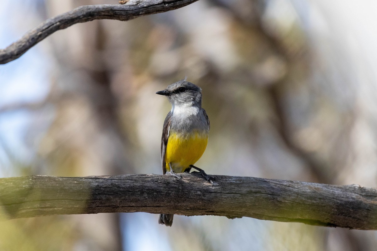 Western Yellow Robin - ML643960977