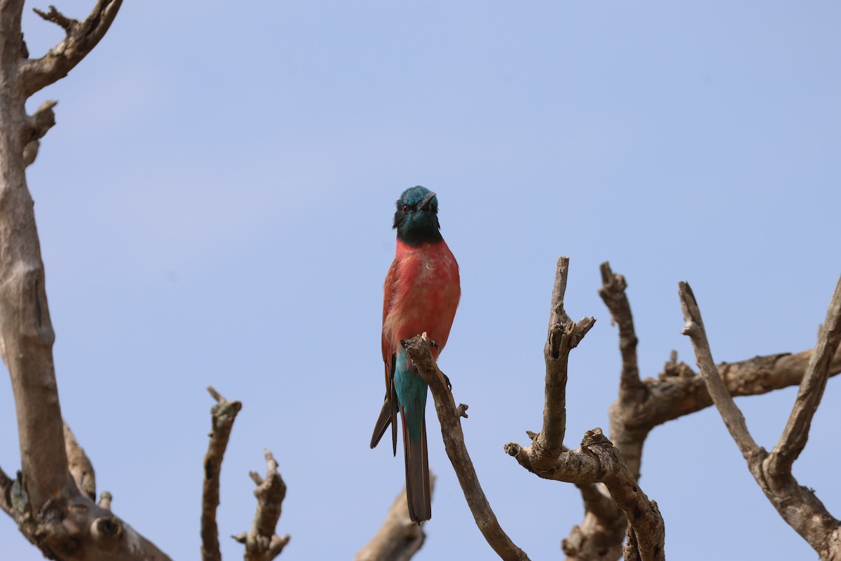 Нубийская щурка - ML643960982