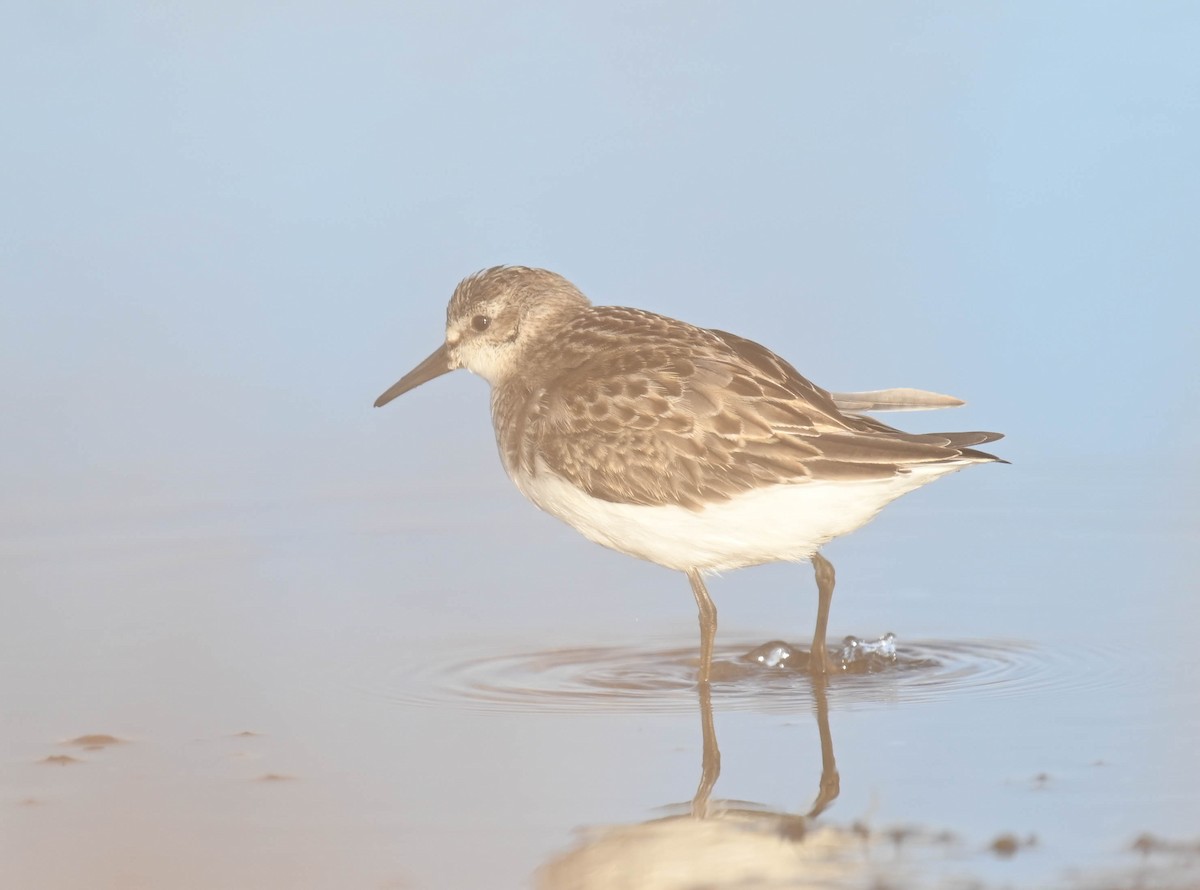 Semipalmated Sandpiper - ML643960988