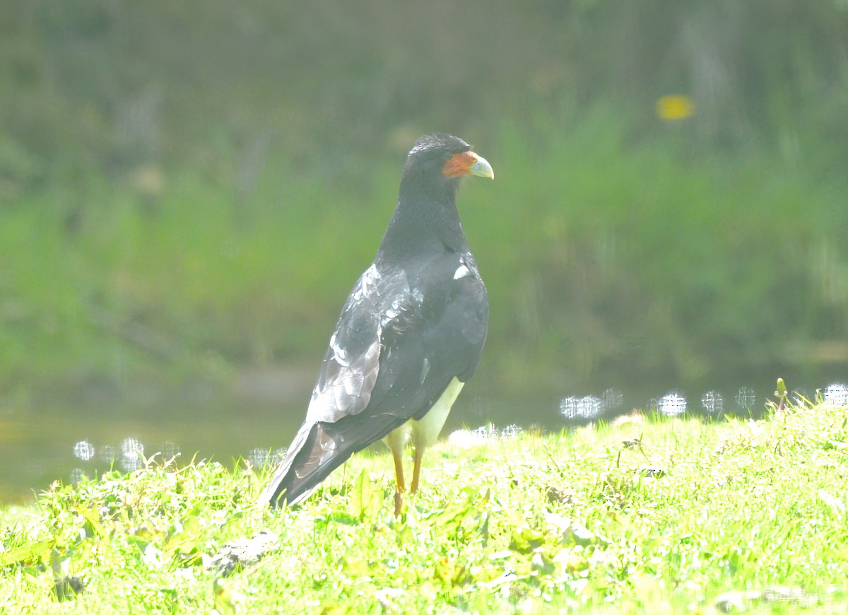 Mountain Caracara - ML643961004