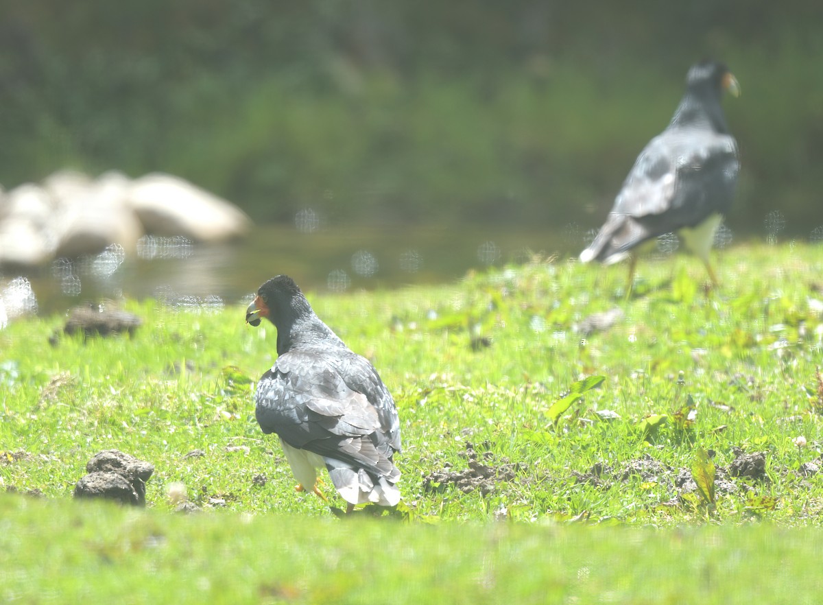 Mountain Caracara - ML643961005