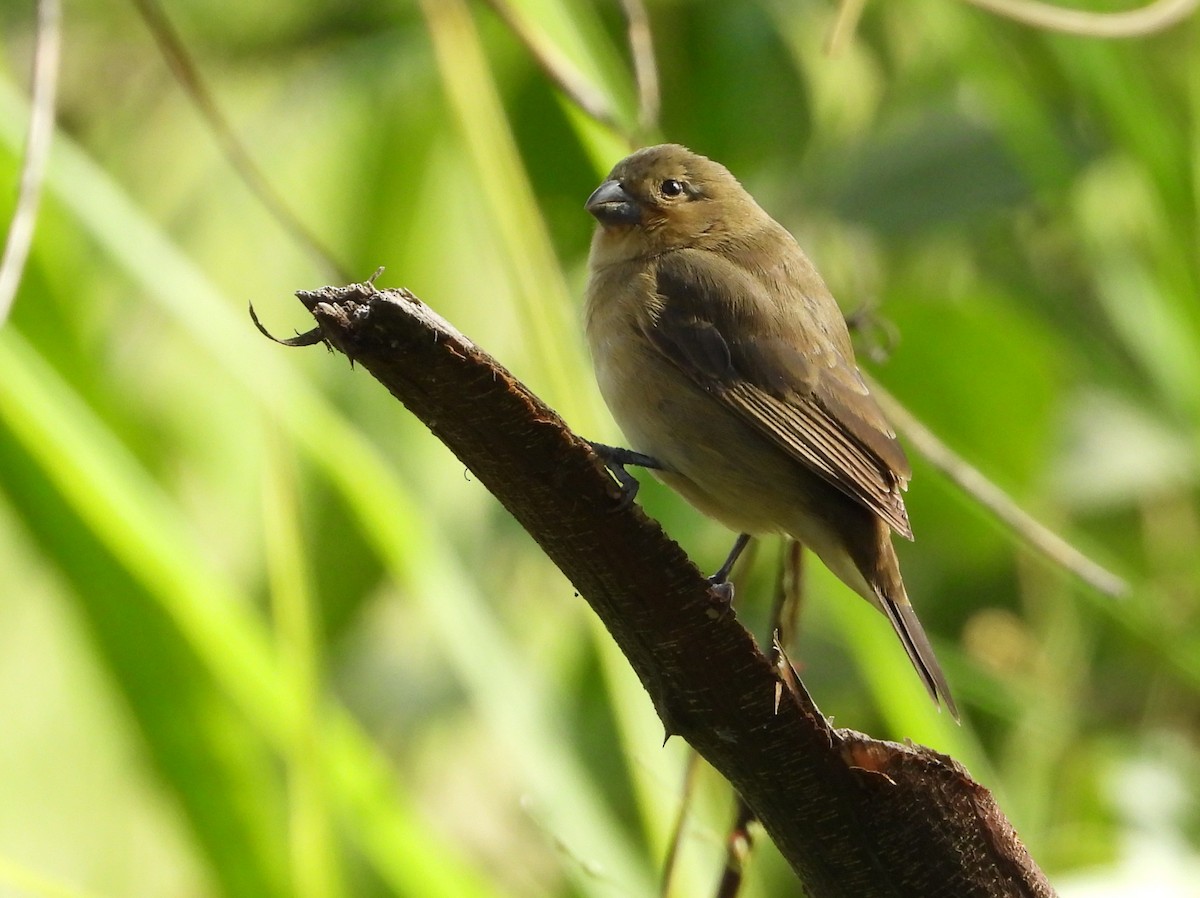Yellow-bellied Seedeater - ML643961006