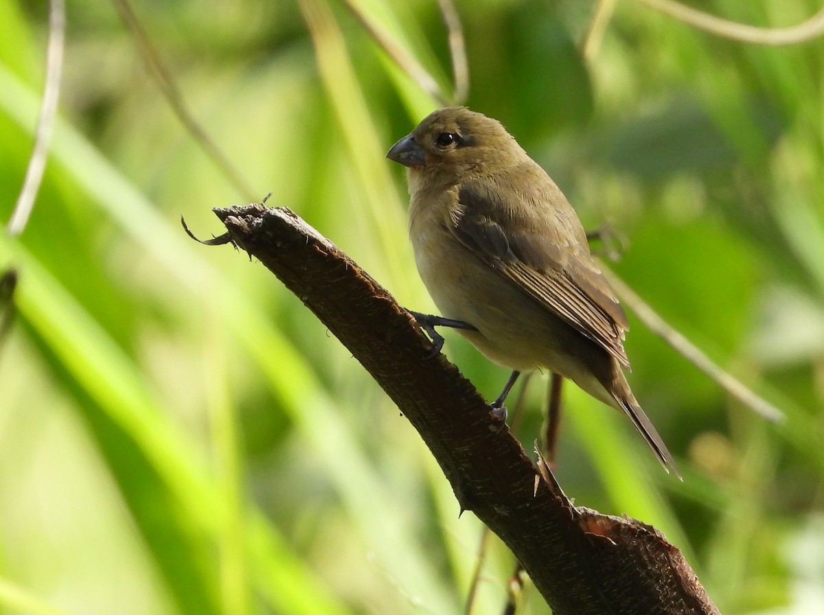 Yellow-bellied Seedeater - ML643961007