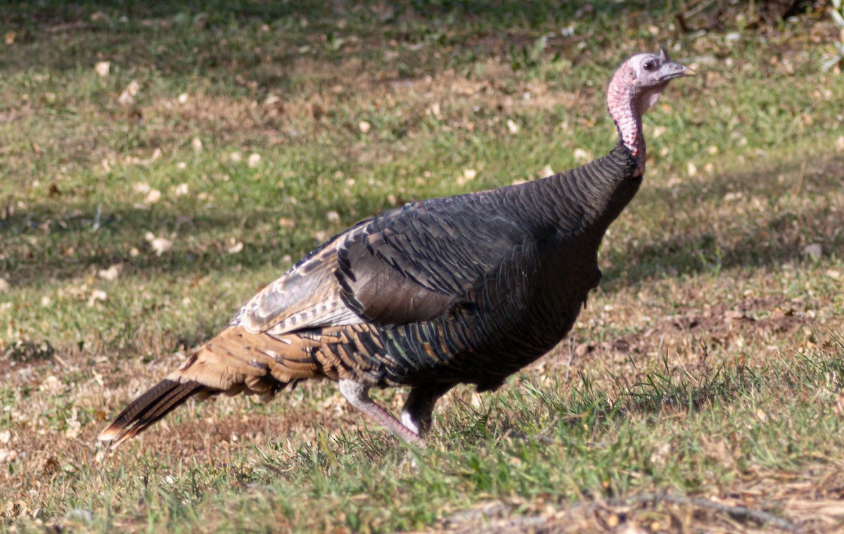 Wild Turkey - ML643961010