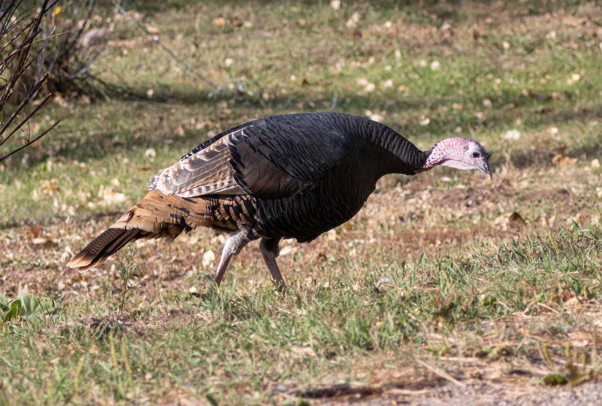 Wild Turkey - ML643961011