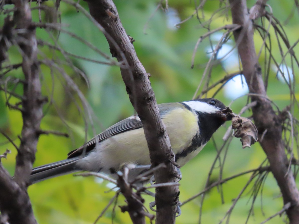 Great Tit - ML643961013